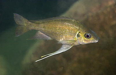 Ophthalmotilapia nasuta 'Kafungi'